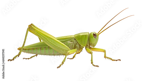 green grasshopper isolated on transparent background cutout