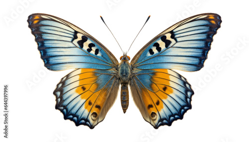 orange blue butterfly isolated on transparent background cutout