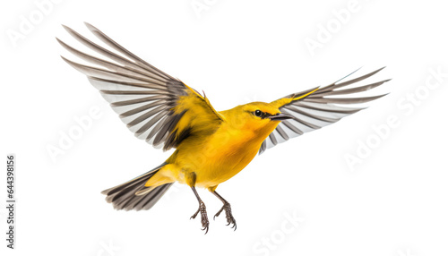 yellow bird isolated on transparent background cutout