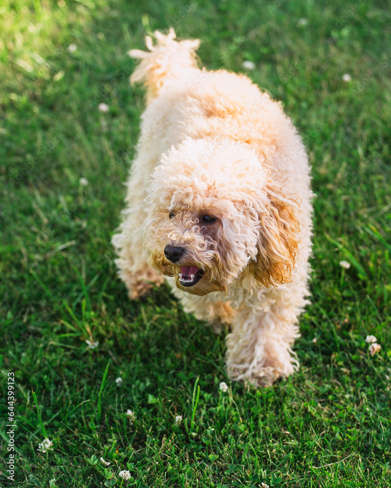 Shaggy uncombed toy poodle before grooming - caring for a decorative breed dog Shaggy uncombed toy poodle before grooming - caring for a decorative breed dog