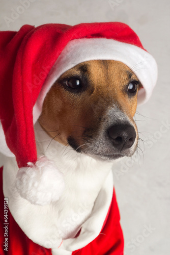 dog wearing santa claus hat © ytochka89
