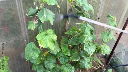 Spraying cucumber plants with chemicals in the garden. Protecting cucurbits from fungal diseases and pests with the pressure sprayer. photo
