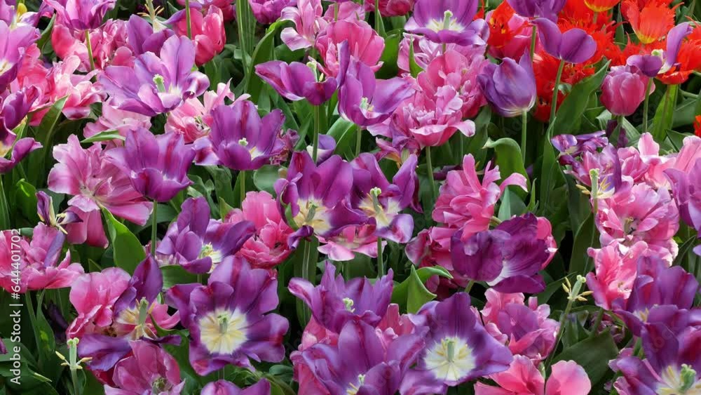 Multicolored tulip flowers in tulip field in spring natural background concept, beautiful natural agriculture season blossom bloom floral colorful tulip garden Multicolored tulip flowers in tulip field in spring natural background concept, beautiful natural agriculture season blossom bloom floral colorful tulip garden