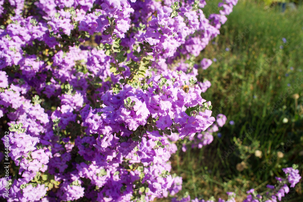 Langman's sage (Leucophyllum langmanae) in bloom in a garden on the French Riviera in August. Langman's sage (Leucophyllum langmanae) in bloom in a garden on the French Riviera in August.