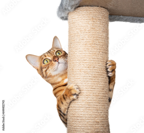 Bengal cat and scratching post on a transparent background.