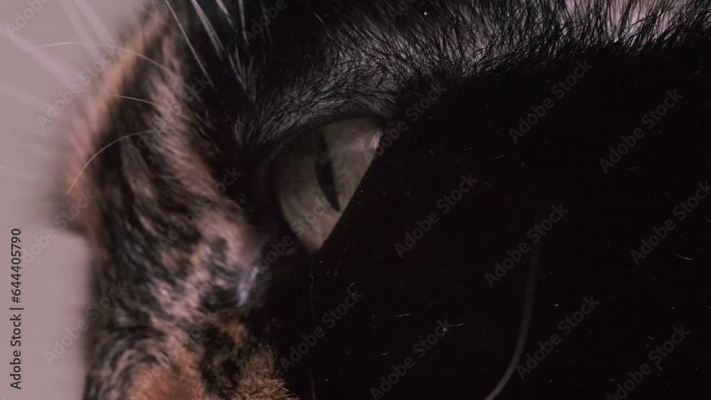 close-up part of cat muzzle, nose, stiff whiskers, adult domestic tortoiseshell, chimera cat, pet, concept animal health, caring, keeping four-legged pets close-up part of cat muzzle, nose, stiff whiskers, adult domestic tortoiseshell, chimera cat, pet, concept animal health, caring, keeping four-legged pets