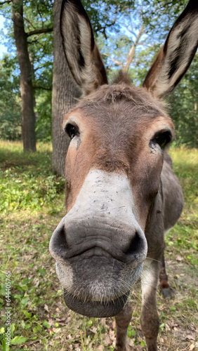 Close up shot of donkey head © Андрій Вдовиченко