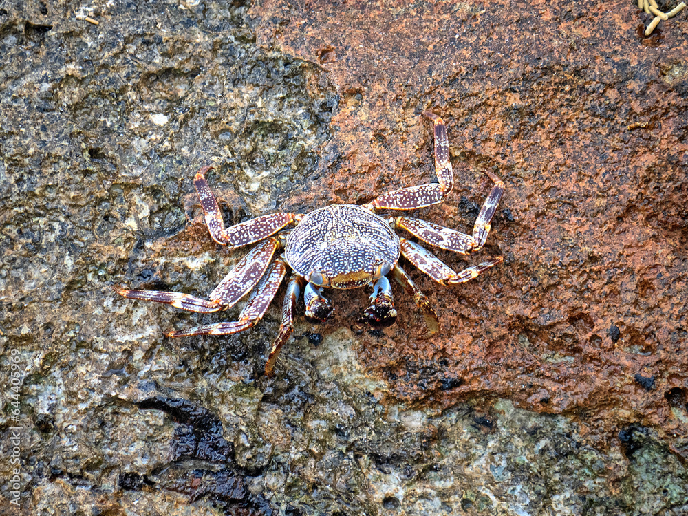 Grapsus grapsus; crab; land crab;