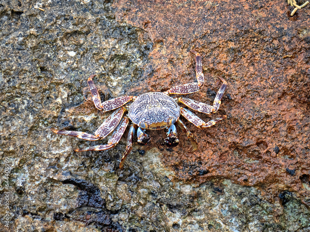 Grapsus grapsus; crab; land crab; Grapsus grapsus; crab; land crab;