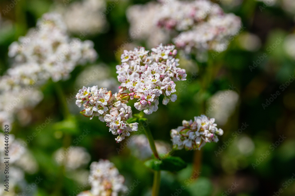 Buckwheat macro with white flowers. Fagopyrum esculentum Buckwheat macro with white flowers. Fagopyrum esculentum