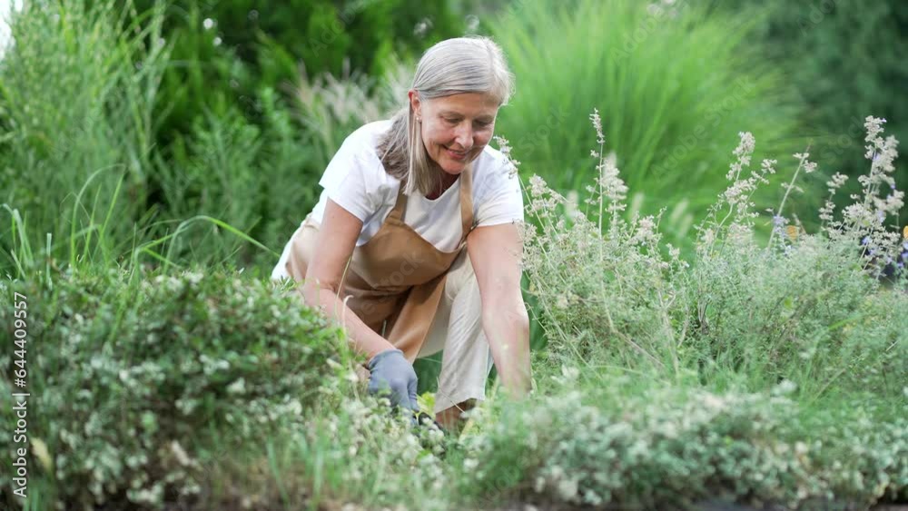 Senior gray haired woman is working on a flower garden in the backyard. Mature old female plants seeds in the ground outside. A pensioner in a robe and gloves works squatting in nature at leisure