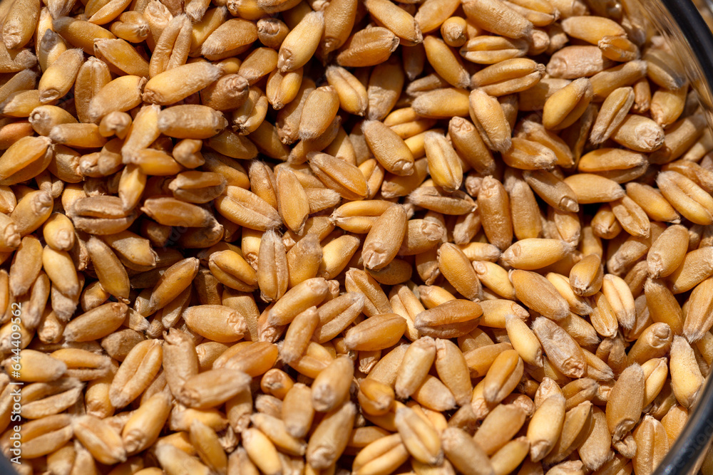 Wheat grain as background texture Wheat grain as background texture