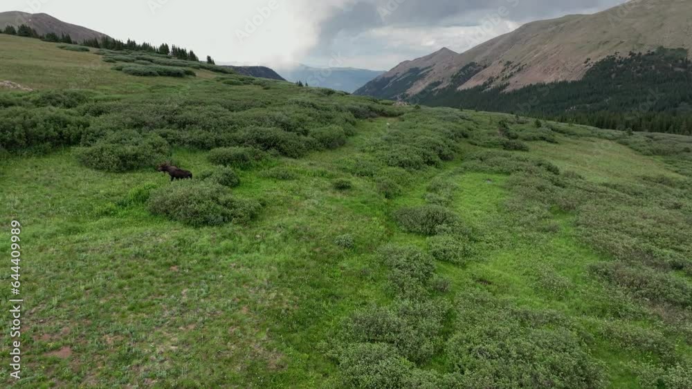 Large brown moose gallops running up hillside with strength and speed retreating into shrub trees Large brown moose gallops running up hillside with strength and speed retreating into shrub trees