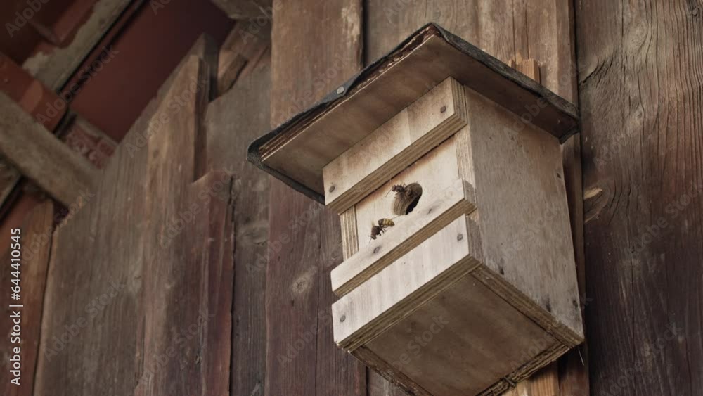 Medium shot of hornets cooling the nest with the wings. Other hornets exiting the nest which grows in a birdhouse. Medium shot of hornets cooling the nest with the wings. Other hornets exiting the nest which grows in a birdhouse.