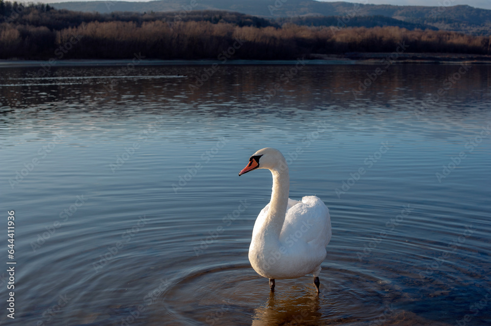 Naklejka premium White swan onlake shore. Swan on beach. Swan on shore