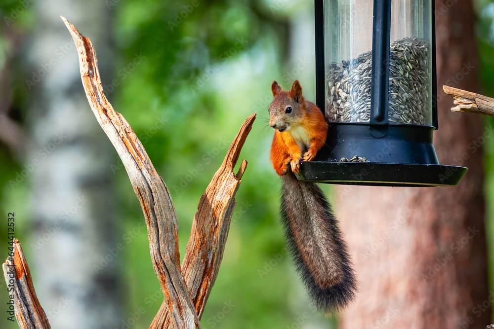Fototapeta premium squirrel in the park