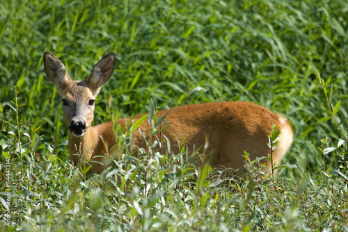 Roe deer on the green background on the meadow ( capreolus capreolus ).