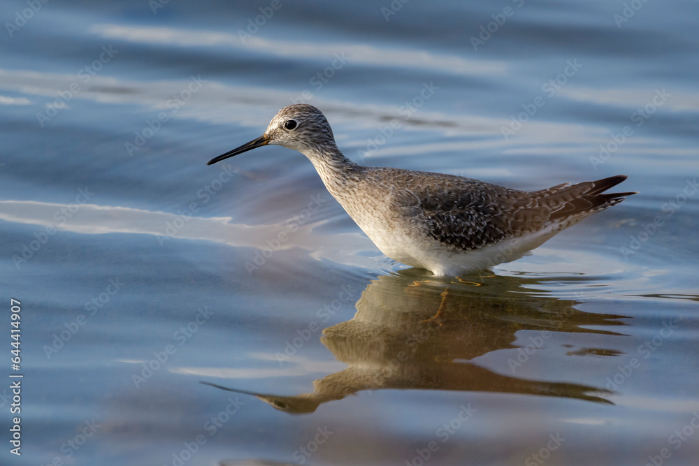 Lesser yellowlegs (Tringa flavipes), standing in shallow water, lake Goto, Bonaire, Dutch Caribbean. Lesser yellowlegs (Tringa flavipes), standing in shallow water, lake Goto, Bonaire, Dutch Caribbean.