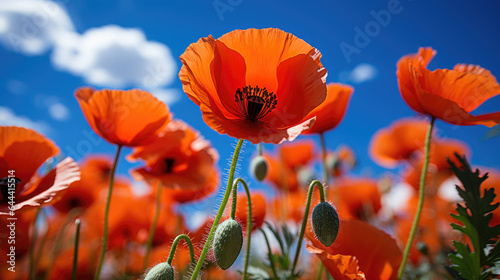 red poppy flowers field with sky background