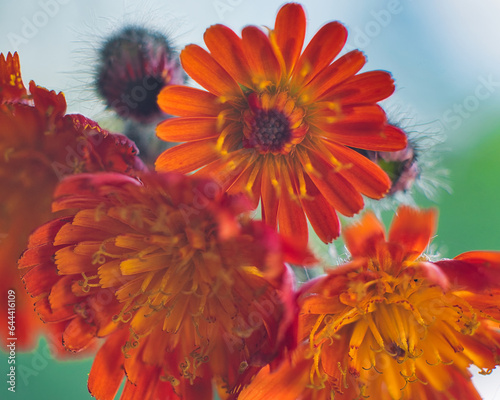 Hieracium flowers family from asteraceae, close up photo made in the Netherlands
