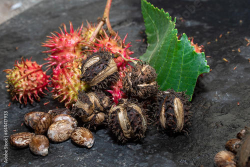 Valokuva Beans (Ricinus) and castor oil on the black background, herbs.