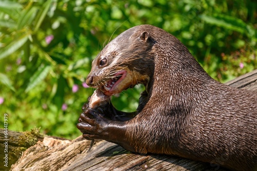Fototapeta Naklejka Na Ścianę i Meble -  Giant Otter, Pteronura brasiliensis, eating fish, ZOO Lesna, Zlin