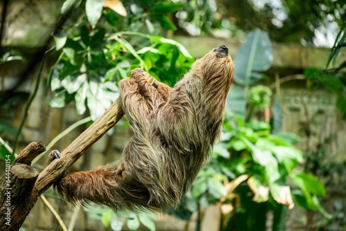 Two toed sloth, Choloepus didactylus