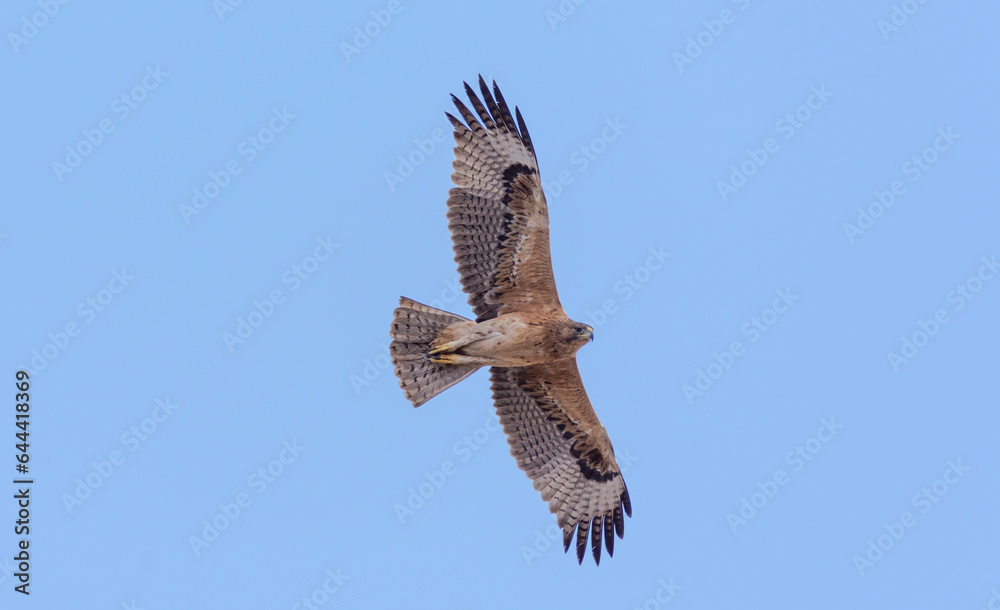 Fototapeta premium Bonelli's eagle (Aquila fasciata)