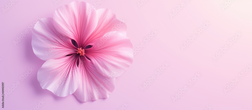 Petunia flower isolated on a isolated pastel background Copy space