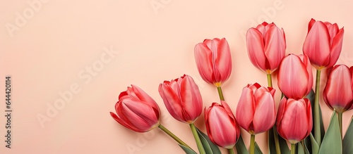 Red tulips arranged on a isolated pastel background Copy space form a stunning bouquet