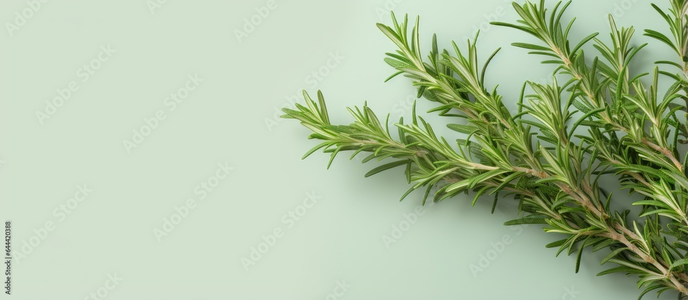 Rosemary branch on a isolated pastel background Copy space fresh and aromatic Rosemary branch on a isolated pastel background Copy space fresh and aromatic