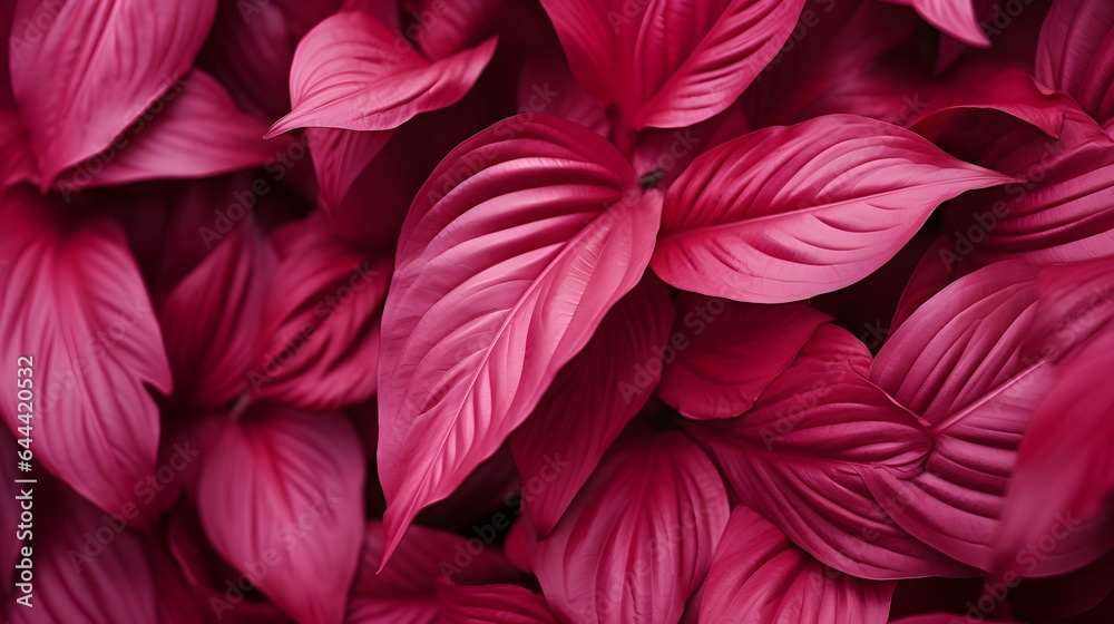 Magenta beautiful view of big leaves in monochrome color. Forest Viva Magenta colored plants. Copy space.
