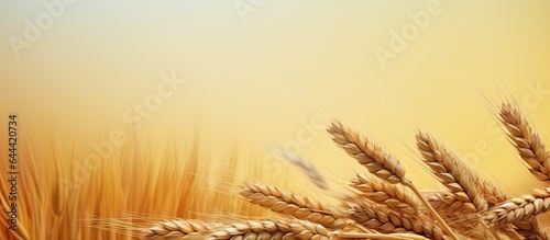 Shallow depth of field on wheat ears isolated pastel background Copy space