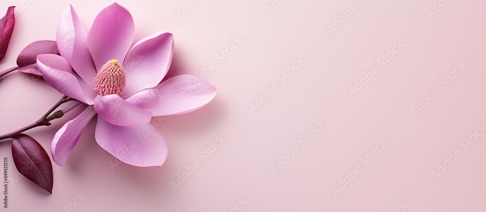 Purple magnolia flower on a isolated pastel background Copy space with clipping path