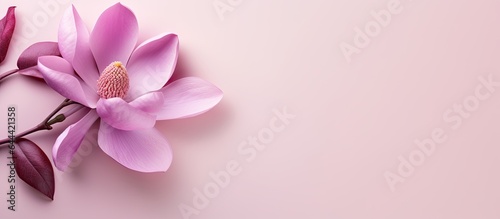 Purple magnolia flower on a isolated pastel background Copy space with clipping path © HN Works