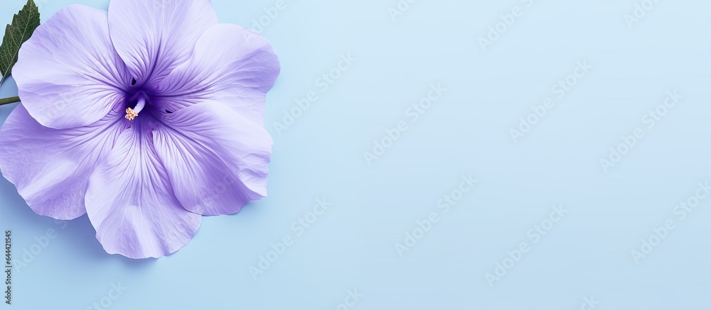 Petunia flower isolated on a isolated pastel background Copy space Petunia flower isolated on a isolated pastel background Copy space
