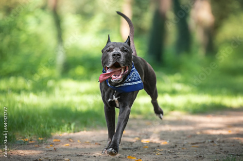 funny american staffordshire terrier running in the park photo