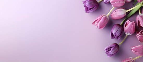 Purple tulips in a isolated pastel background Copy space