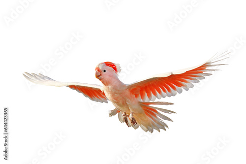 Beautiful of Major Mitchell's Cockatoo flying isolated on transparent background png file © Passakorn