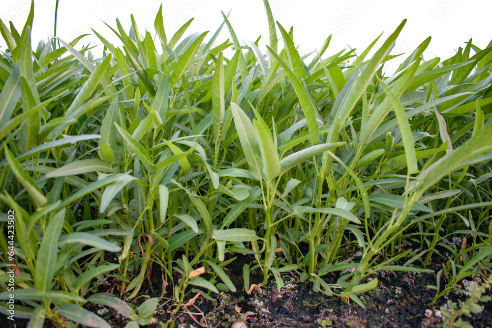 Fototapeta premium Various types of vegetables in the garden, such as kale, cayenne pepper, basil and spinach