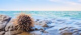 Sea urchin on a shoreline isolated pastel background Copy space