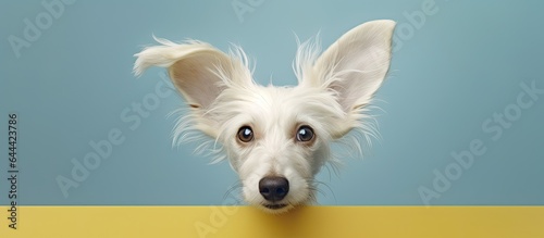Portrait of a white dog with floppy ears isolated pastel background Copy space © HN Works