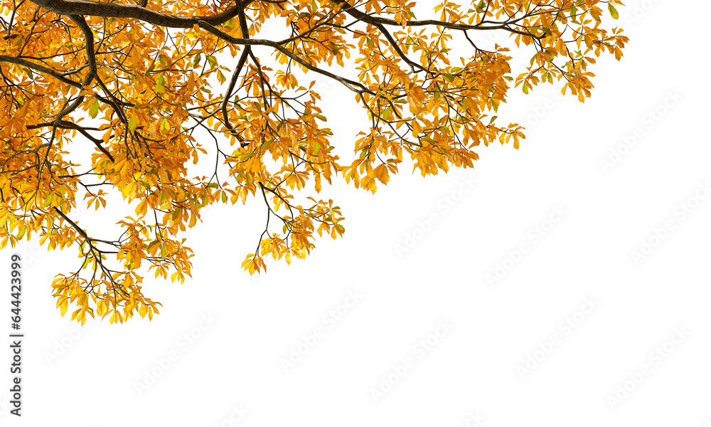 Autumn leaves isolated on white background