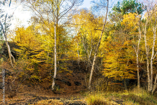 yellow autumn landscape of beautiful birch tree forest with season fall leaves   green pines  bushes and blue sky on background