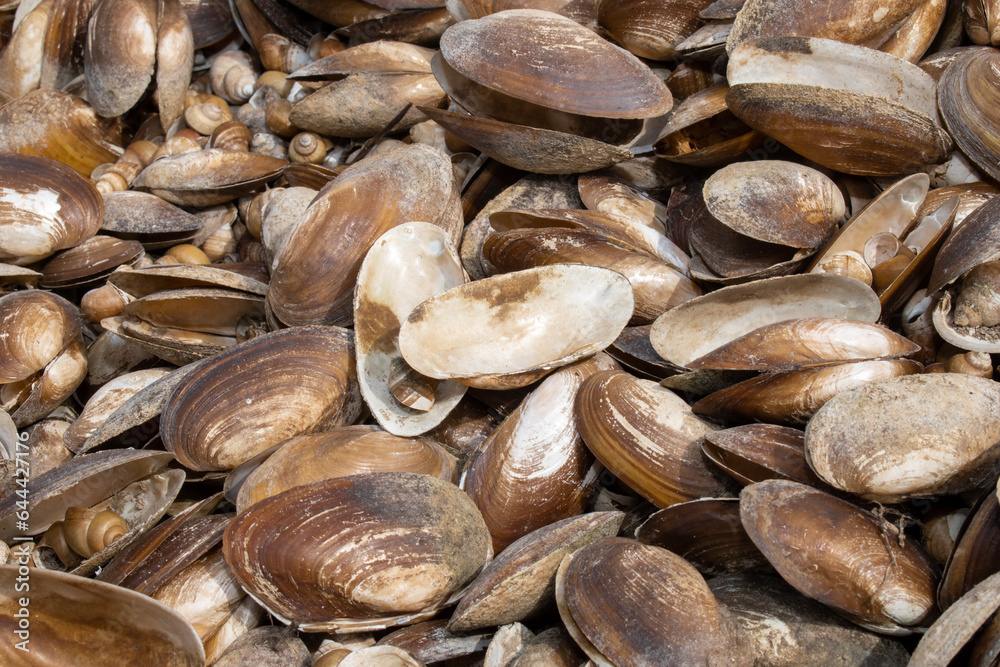 The swan mussel (large species of freshwater mussel) on the banks of the river The swan mussel (large species of freshwater mussel) on the banks of the river