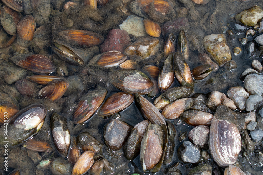 The swan mussel (large species of freshwater mussel) on the banks of the river The swan mussel (large species of freshwater mussel) on the banks of the river
