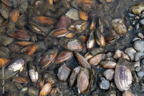 The swan mussel (large species of freshwater mussel) on the banks of the river
