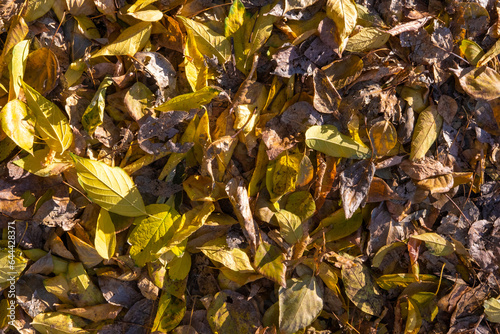 Bright colorful autumn leaves on the ground. Autumn background of dry leaves. Dry yellow fallen leaves