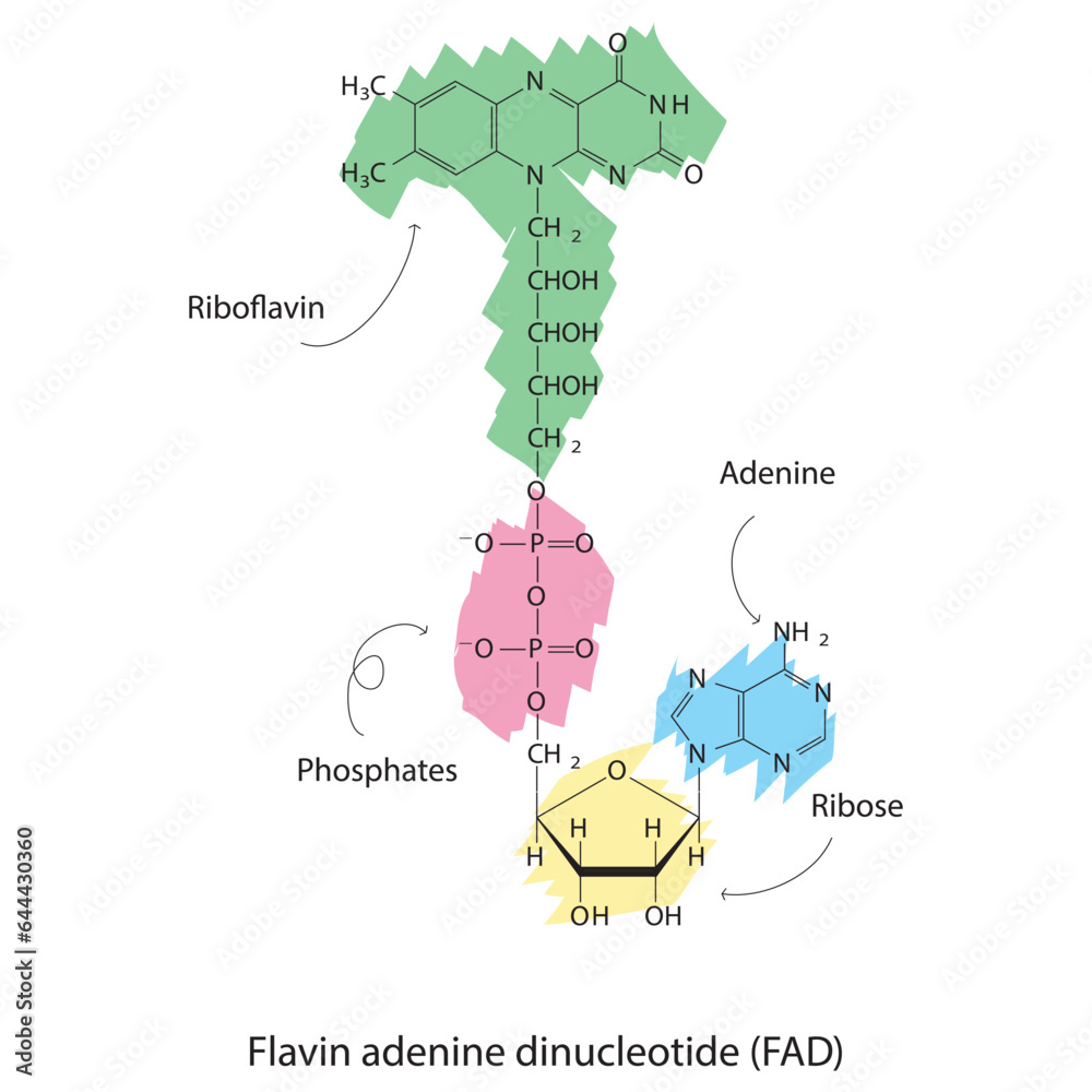 Structure of FAD (Flavin Adenine Dinucleotide) showing nicotinamide