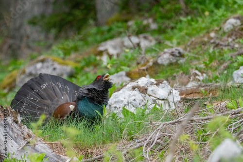 Western capercaillie (Tetrao urogallus) in the forest in Prevalje region, in Slovenia photo